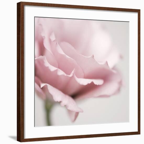 Pink Flower 01-Tom Quartermaine-Framed Giclee Print