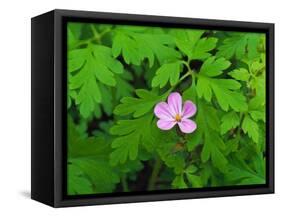Pink Flower Blooming-Robert Glusic-Framed Stretched Canvas