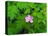 Pink Flower Blooming-Robert Glusic-Stretched Canvas