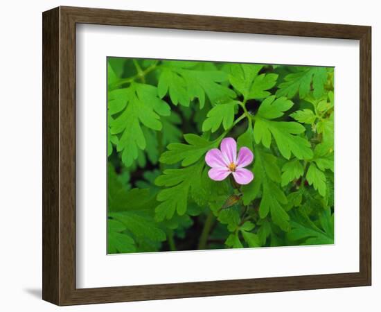 Pink Flower Blooming-Robert Glusic-Framed Photographic Print