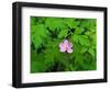 Pink Flower Blooming-Robert Glusic-Framed Photographic Print