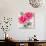 Pink Flower II-Lilian Scott-Art Print displayed on a wall
