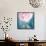 Pink Flower in Blue Bottle-Tom Quartermaine-Framed Stretched Canvas displayed on a wall