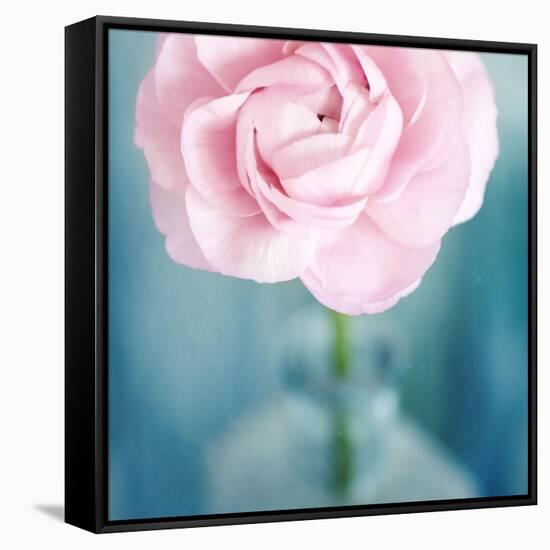 Pink Flower in Blue Bottle-Tom Quartermaine-Framed Stretched Canvas