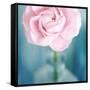 Pink Flower in Blue Bottle-Tom Quartermaine-Framed Stretched Canvas