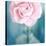 Pink Flower in Blue Bottle-Tom Quartermaine-Stretched Canvas