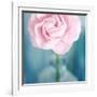 Pink Flower in Blue Bottle-Tom Quartermaine-Framed Giclee Print