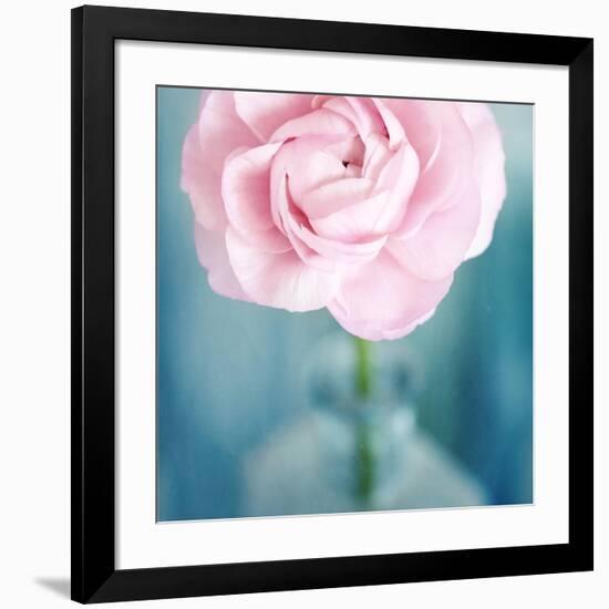 Pink Flower in Blue Bottle-Tom Quartermaine-Framed Giclee Print