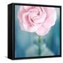 Pink Flower in Blue Bottle-Tom Quartermaine-Framed Stretched Canvas