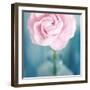 Pink Flower in Blue Bottle-Tom Quartermaine-Framed Giclee Print