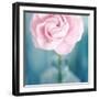 Pink Flower in Blue Bottle-Tom Quartermaine-Framed Giclee Print