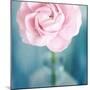 Pink Flower in Blue Bottle-Tom Quartermaine-Mounted Giclee Print