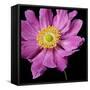 Pink Flower on Black 01-Tom Quartermaine-Framed Stretched Canvas