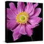 Pink Flower on Black 01-Tom Quartermaine-Stretched Canvas