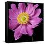 Pink Flower on Black 01-Tom Quartermaine-Framed Stretched Canvas