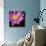 Pink Flower on Black 01-Tom Quartermaine-Stretched Canvas displayed on a wall