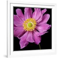 Pink Flower on Black 01-Tom Quartermaine-Framed Giclee Print