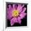 Pink Flower on Black 01-Tom Quartermaine-Framed Giclee Print