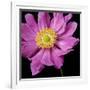 Pink Flower on Black 01-Tom Quartermaine-Framed Giclee Print