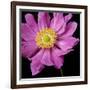 Pink Flower on Black 01-Tom Quartermaine-Framed Giclee Print