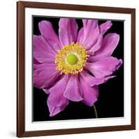 Pink Flower on Black 01-Tom Quartermaine-Framed Giclee Print