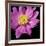 Pink Flower on Black 01-Tom Quartermaine-Framed Giclee Print