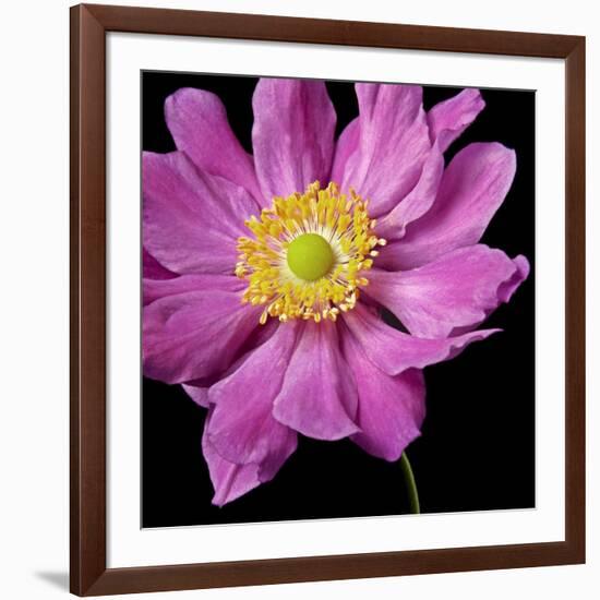 Pink Flower on Black 01-Tom Quartermaine-Framed Giclee Print