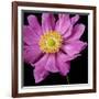 Pink Flower on Black 01-Tom Quartermaine-Framed Giclee Print