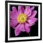 Pink Flower on Black 01-Tom Quartermaine-Framed Giclee Print