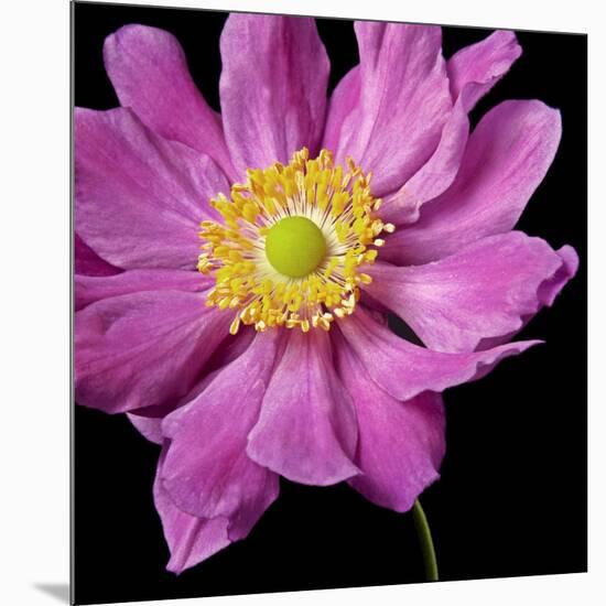 Pink Flower on Black 01-Tom Quartermaine-Mounted Giclee Print