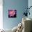 Pink Flower on Black 01-Tom Quartermaine-Giclee Print displayed on a wall