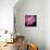 Pink Flower on Black 01-Tom Quartermaine-Giclee Print displayed on a wall