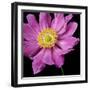 Pink Flower on Black 01-Tom Quartermaine-Framed Giclee Print