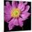 Pink Flower on Black 01-Tom Quartermaine-Mounted Giclee Print