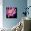 Pink Flower on Black 01-Tom Quartermaine-Giclee Print displayed on a wall