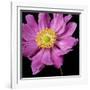 Pink Flower on Black 01-Tom Quartermaine-Framed Giclee Print