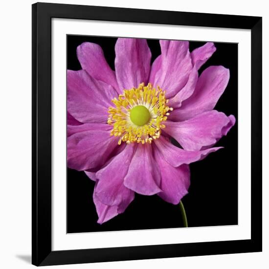 Pink Flower on Black 01-Tom Quartermaine-Framed Giclee Print