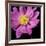 Pink Flower on Black 01-Tom Quartermaine-Framed Giclee Print