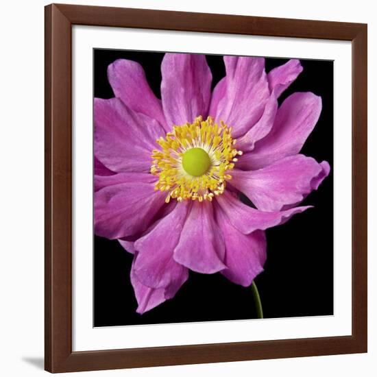 Pink Flower on Black 01-Tom Quartermaine-Framed Giclee Print