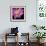 Pink Flower on Black 01-Tom Quartermaine-Framed Giclee Print displayed on a wall