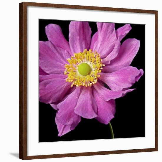 Pink Flower on Black 01-Tom Quartermaine-Framed Giclee Print