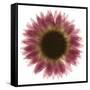 Pink Flower on White 01-Tom Quartermaine-Framed Stretched Canvas