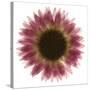 Pink Flower on White 01-Tom Quartermaine-Stretched Canvas