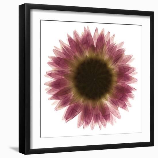 Pink Flower on White 01-Tom Quartermaine-Framed Giclee Print