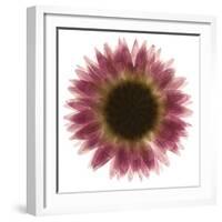 Pink Flower on White 01-Tom Quartermaine-Framed Giclee Print