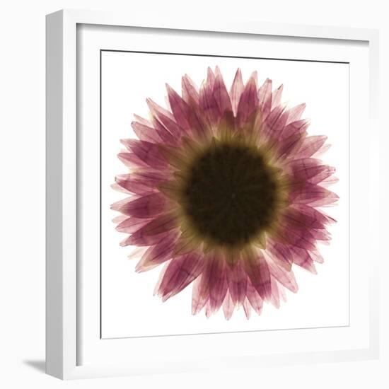 Pink Flower on White 01-Tom Quartermaine-Framed Giclee Print