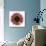 Pink Flower on White 01-Tom Quartermaine-Giclee Print displayed on a wall