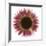 Pink Flower on White 01-Tom Quartermaine-Framed Giclee Print