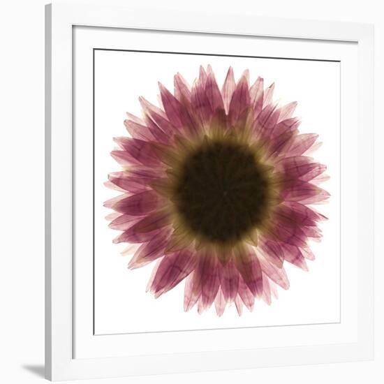 Pink Flower on White 01-Tom Quartermaine-Framed Giclee Print