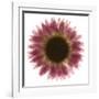 Pink Flower on White 01-Tom Quartermaine-Framed Giclee Print